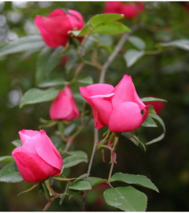 大紅薔薇