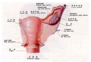 附屬檔案