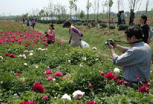 芍藥園