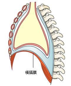 橫膈膜