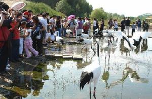 （圖）扎龍保護區