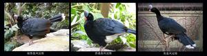 盔鳳冠雉屬