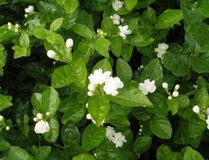 Jasminum sambac