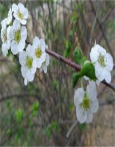 柳葉繡球菊