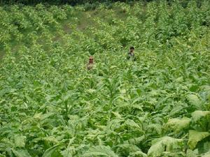 米路自然村烤菸產業