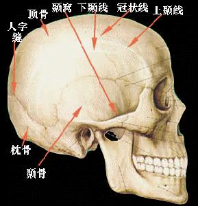 顱骨結核