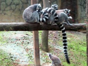 貴陽森林野生動物園