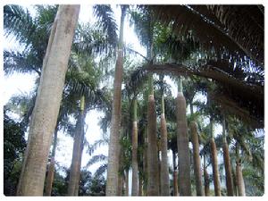 深圳仙湖植物園