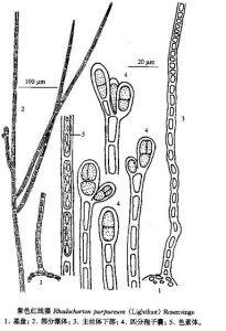 紫色紅線藻
