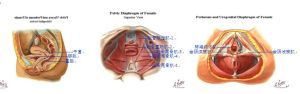盆底肌肉