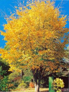 伊朗金縷梅 伊朗金縷梅