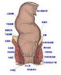 肛門直腸淋病