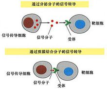 細胞信號