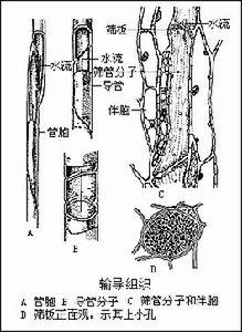 導管分子和管胞