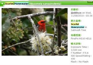 緋紅攝蜜鳥（Scarlet Honeyeater）