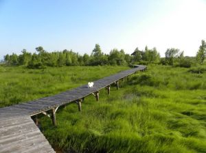 新青國家濕地公園