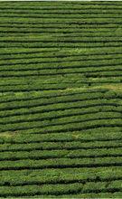 團山茶葉