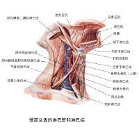 齶垂