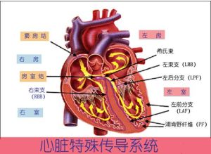 心臟特殊傳導系統