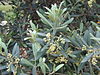 Olive blossoms.jpg