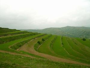 慶坪鄉黨參GAP種植基地