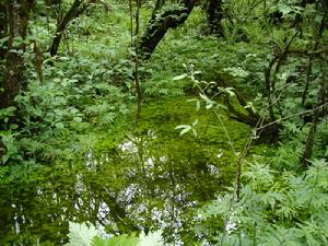 白水河國家森林公園