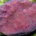 粗糙棘葉珊瑚