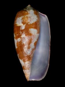 馬蘭芋螺