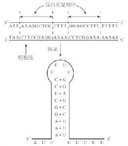 末端反向重複