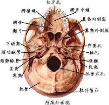 顱底外面觀