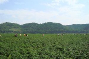 烏木村[雲南省文山州馬關縣大栗樹鄉下轄村]