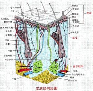 表皮結構圖