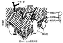 生物膜