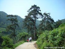 豬婆大山