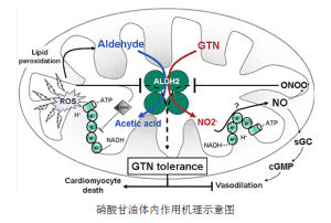 DNA的多態性