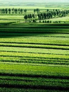 三江平原 三江平原