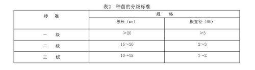 表2種苗的分級標準