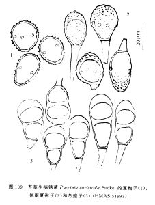 苔草生柄鏽菌