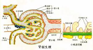 腎臟生理功能