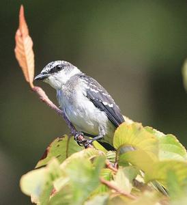 琉球山椒鳥