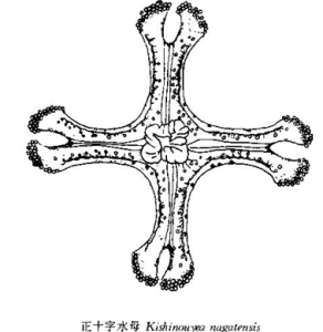 正十字水母