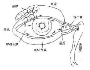 淚腺分泌功能減退