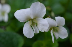 白花東北堇菜