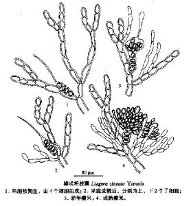 棒狀粉枝藻