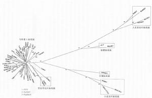 馬鈴薯Y病毒科