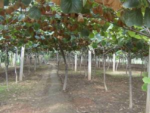 圖3 赤壁獼猴桃栽培形式