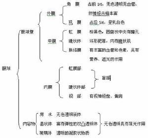 視網膜盲部