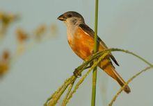 沼澤食籽雀