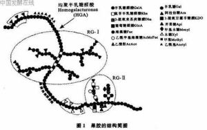 果膠酯酶