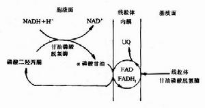 磷酸甘油穿梭